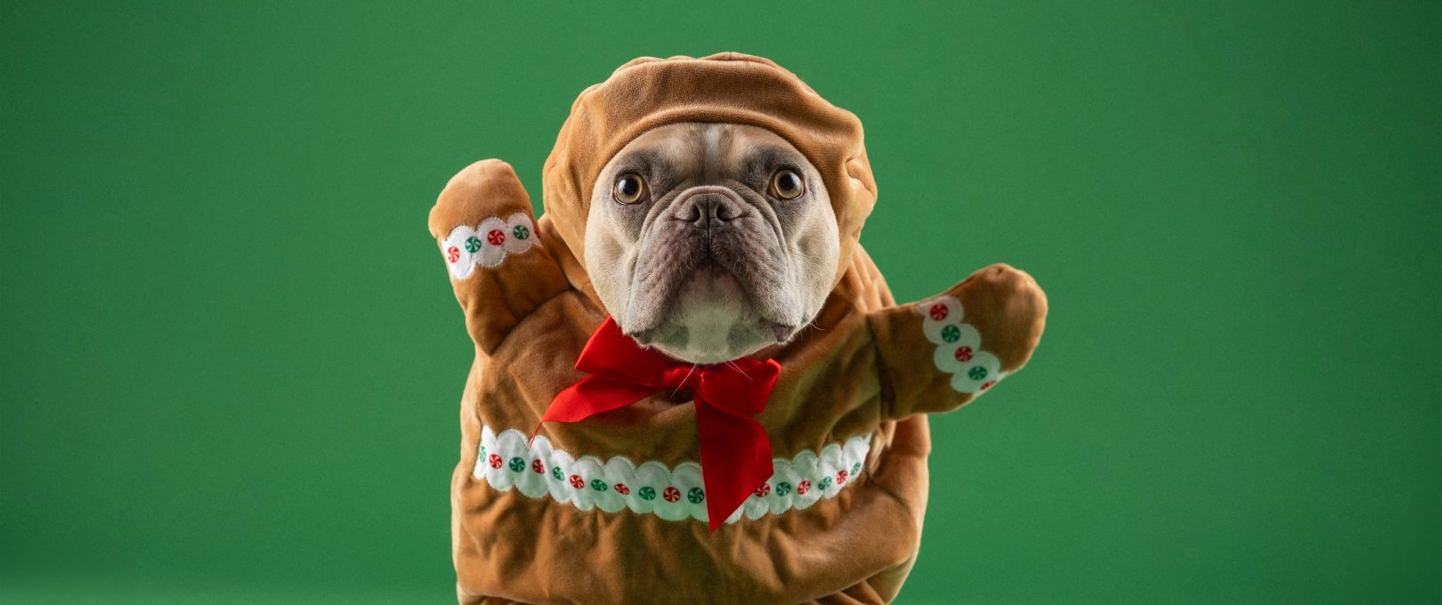 a dog dressed up as a gingerbread man at The Melville