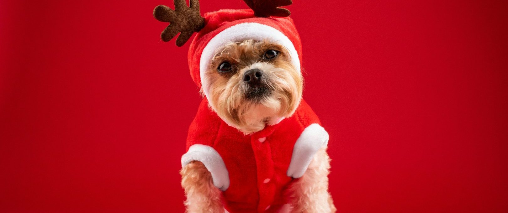 a small dog dressed in a reindeer outfit at The Melville